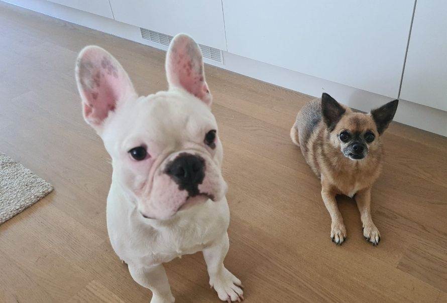 hundesitter lu stephanie 3c63c160-9d7f-421c-86f7-8e3d92875a68