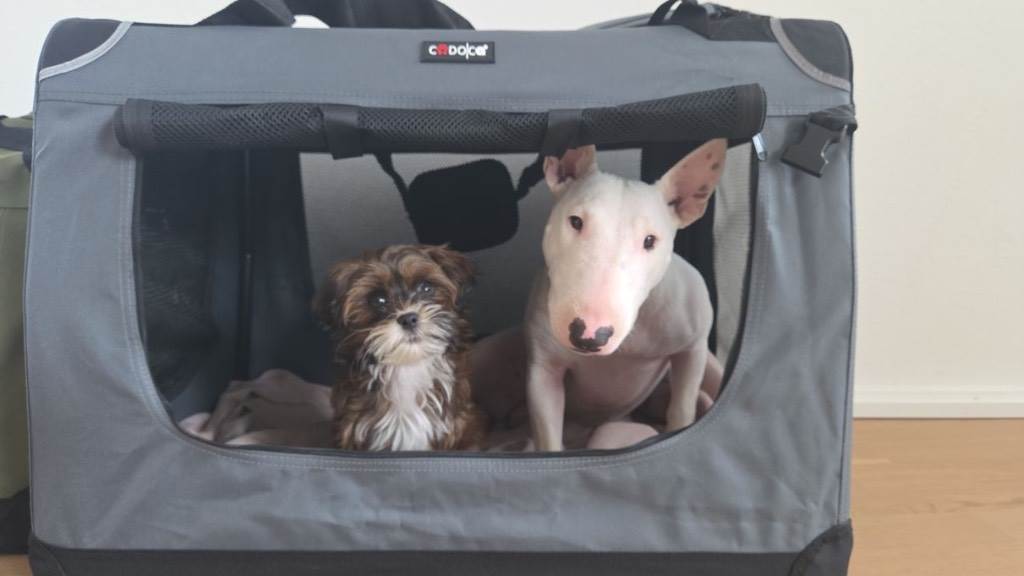 hundesitter lu stephanie 389c821c-319e-4acf-a22c-8d76b62ba9db