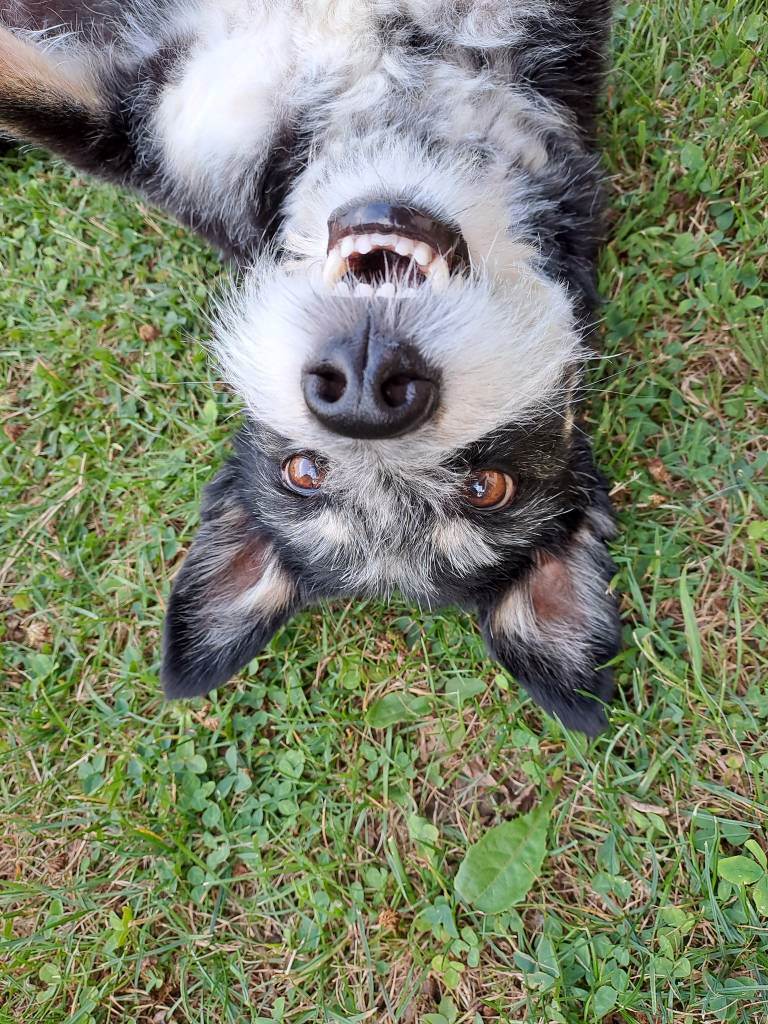 hundesitter zh simone 6fc5d9a3-113b-4a25-9375-9afddf84434f