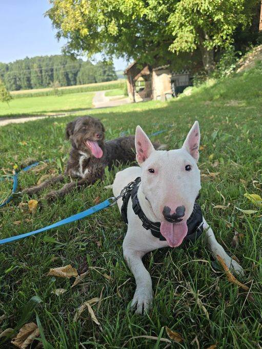 hundesitter lu stephanie 131c4520-05ca-4c13-91aa-71cee13ce77a